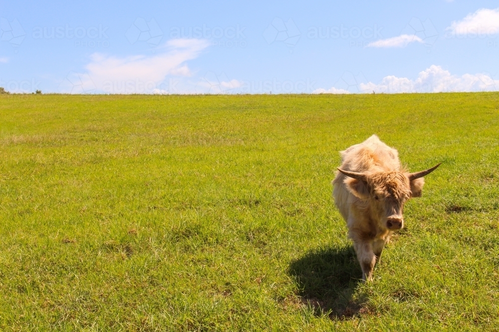 Highland cow in a field - Australian Stock Image
