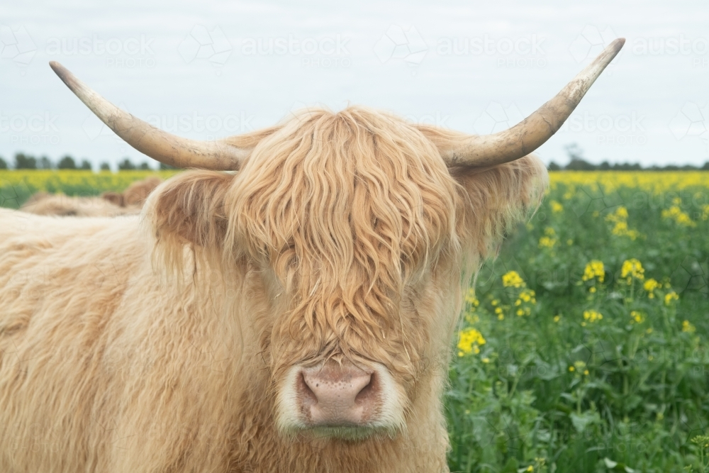 Highland cow in big paddock with yellow flowers - Australian Stock Image