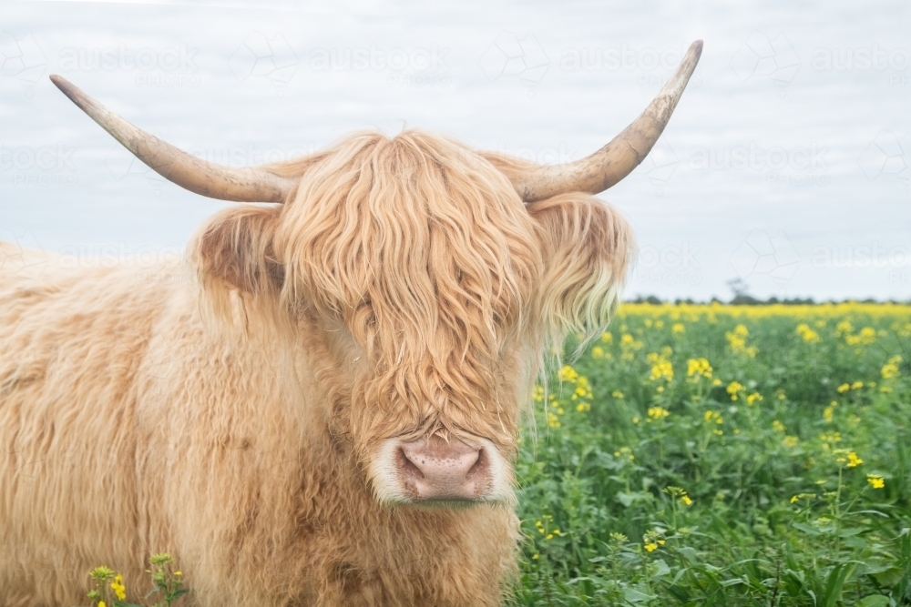 Highland cow in big paddock with yellow flowers looking at camera - Australian Stock Image