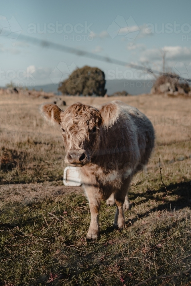 Highland cow in grassy paddock in the snowy mountains region of New South Wales - Australian Stock Image