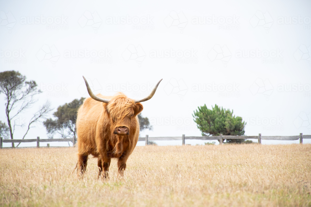 Highland cow in long, dry grass - Australian Stock Image