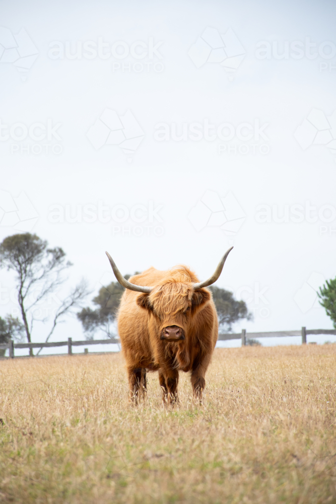 Highland cow with horns in paddock with dry grass - Australian Stock Image