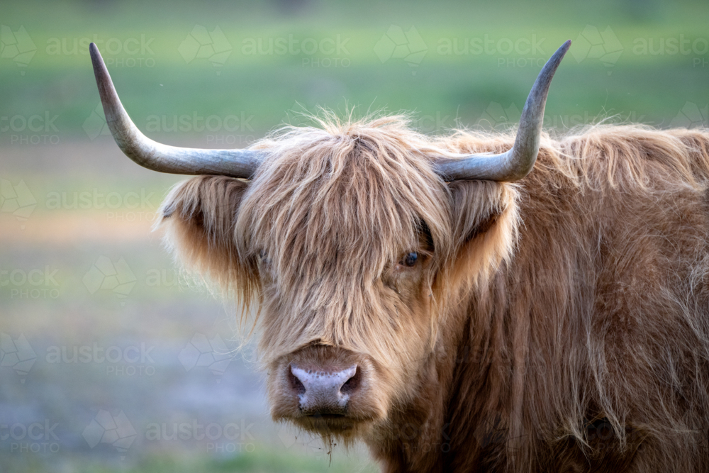 Image of Highland cow with long horns standing in a green field ...