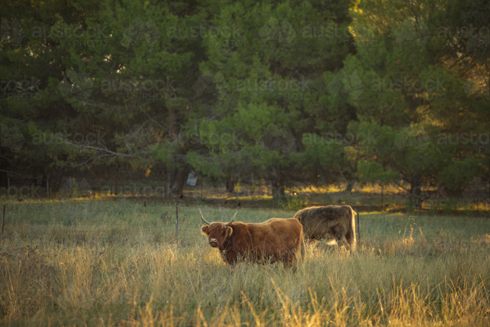 Highland cows grazing in overgrown paddock - Australian Stock Image