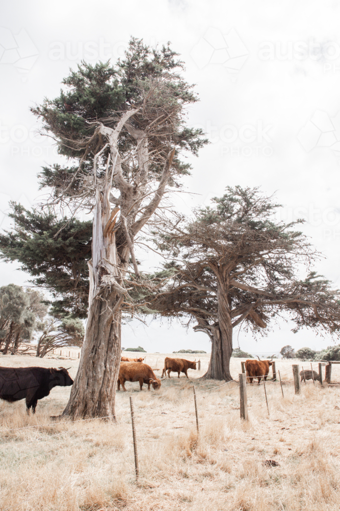 Highland cows in paddock with fence, trees and dry grass - Australian Stock Image