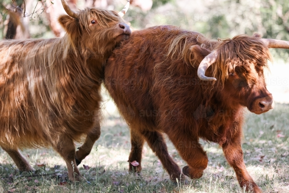 Highland Cows running and playing in field - Australian Stock Image