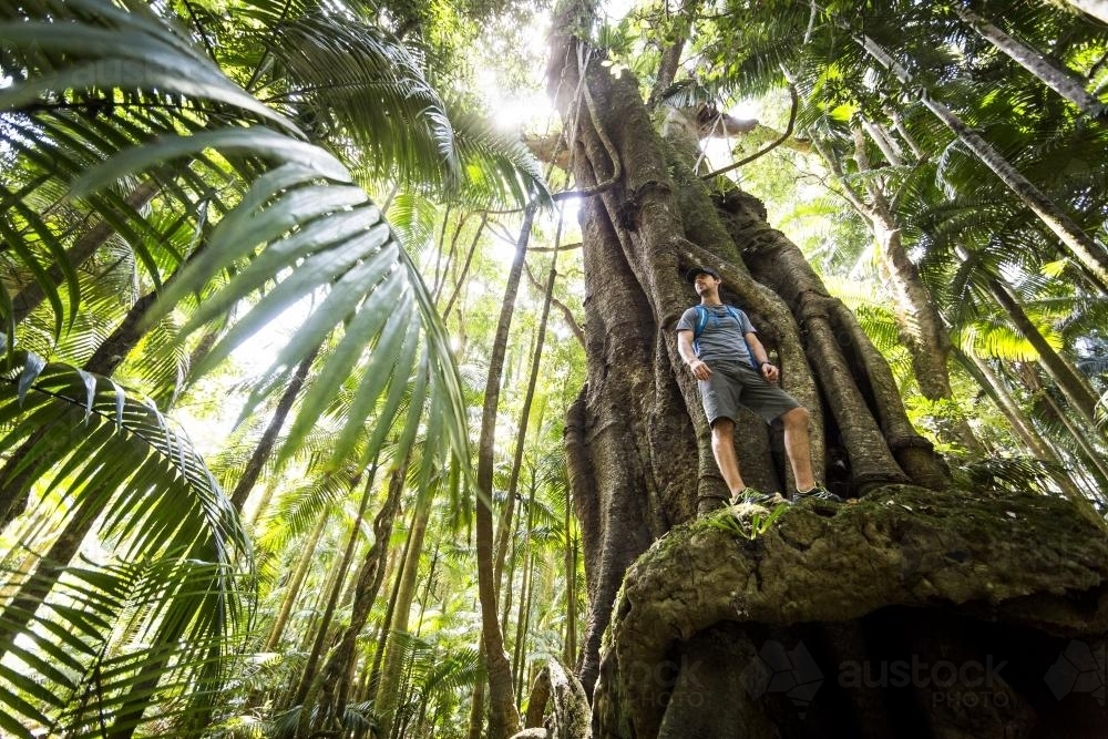 Hiker standing on climbing trees in rainforest - Australian Stock Image