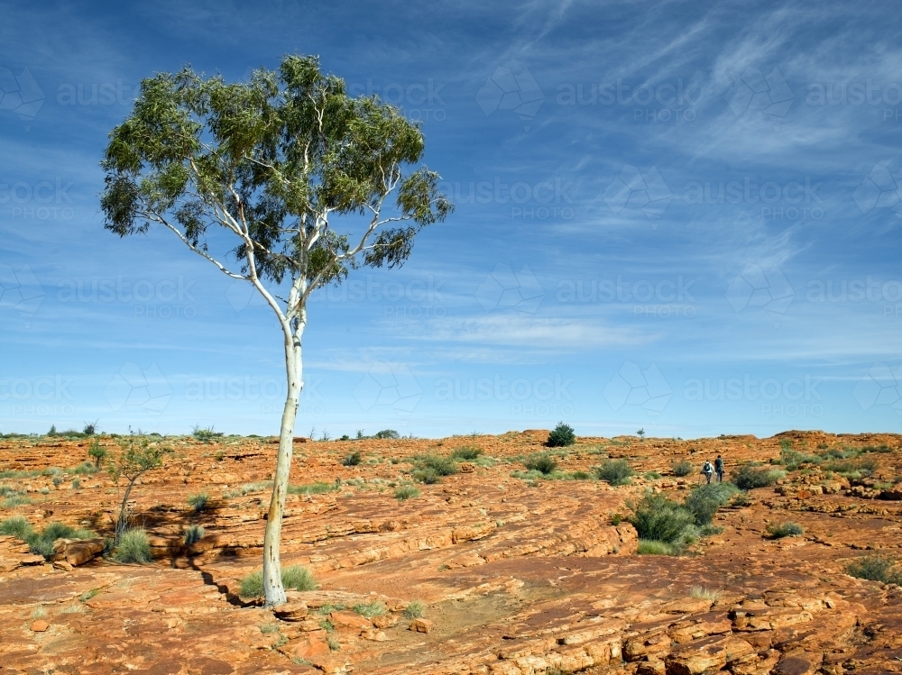 Hikers and single gum tree at Kings Canyon - Australian Stock Image