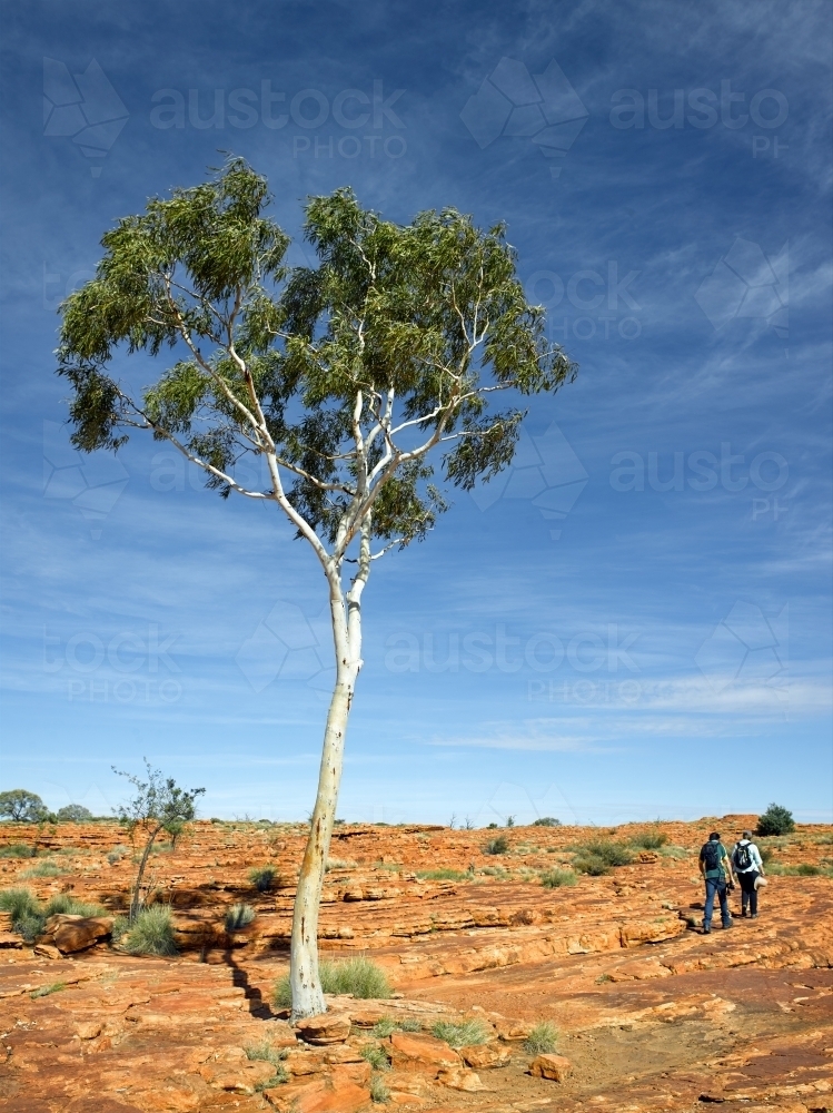 Hikers at Kings Canyon beside lone gum tree - Australian Stock Image