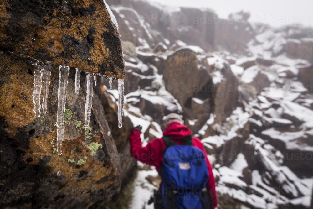 Hiking past icicles on Mount Ossa - Australian Stock Image