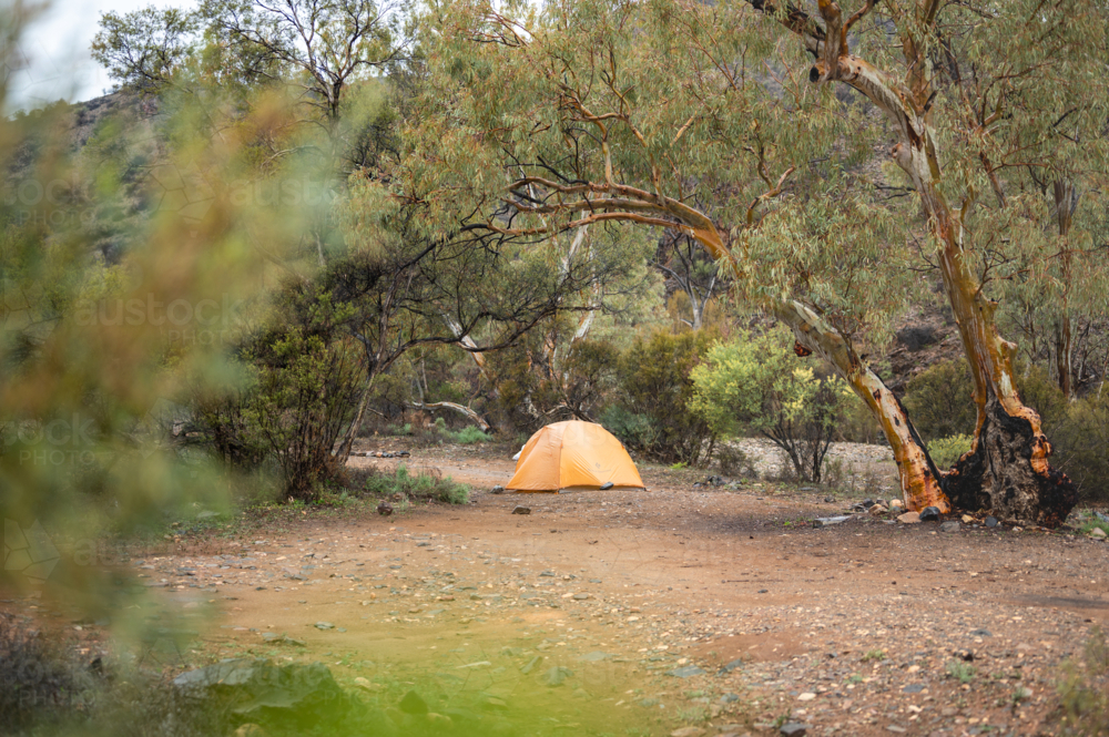 Hiking tent surrounded in bush by trees - Australian Stock Image