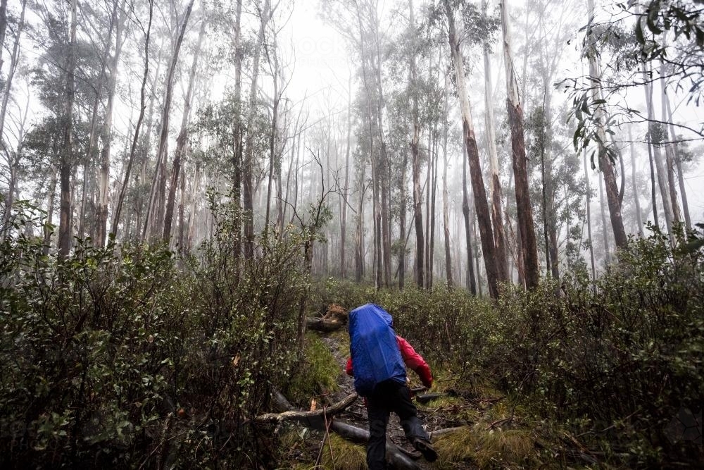Hiking through the trees at Mount Bogong - Australian Stock Image