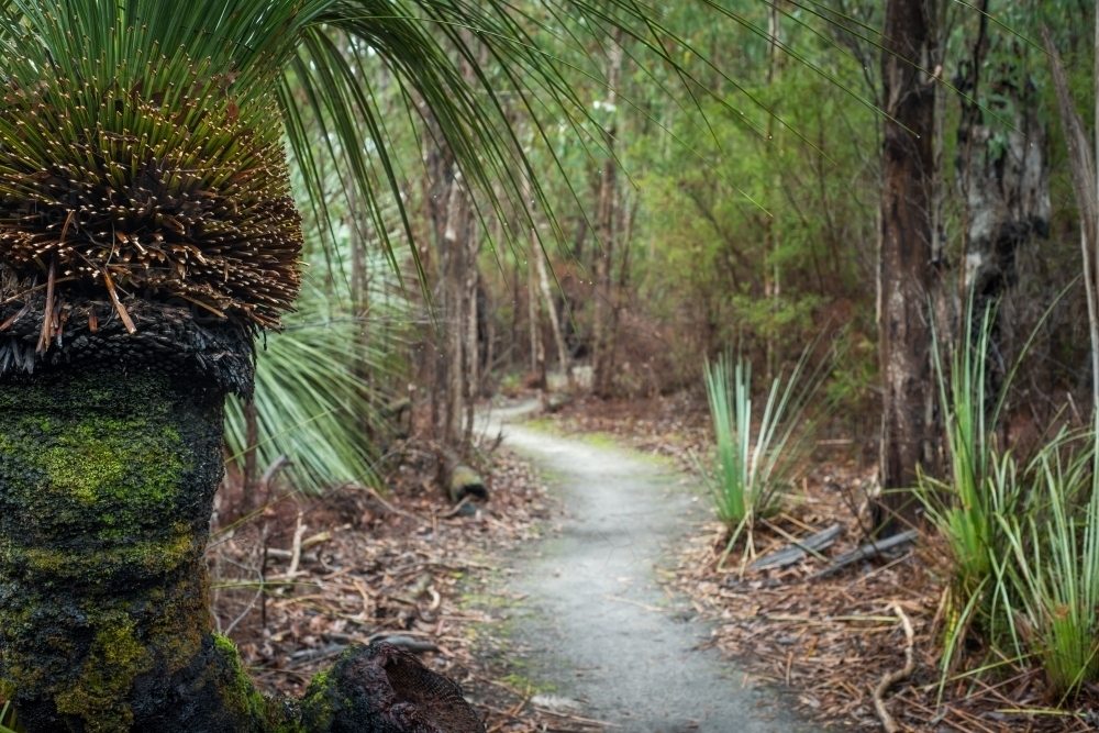 Hiking trail through bush - Australian Stock Image