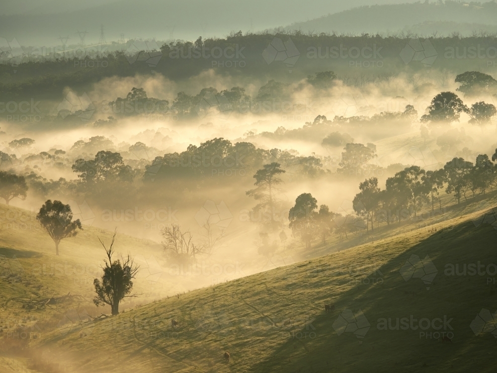 Hilly Forest With Fog Between Trees in Valley - Australian Stock Image