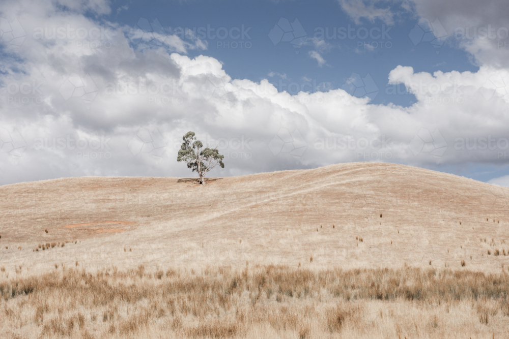 Hilly paddock with one gum tree and dry, summer grasses - Australian Stock Image