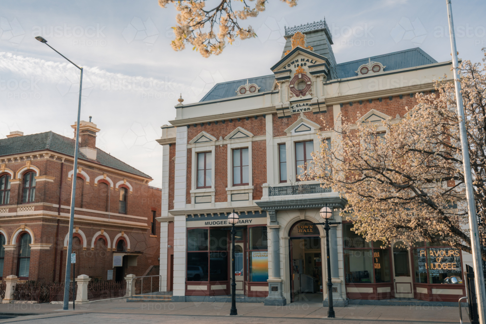 Historic Mudgee Town Hall and Library building with blooming cherry blossom trees in spring - Australian Stock Image