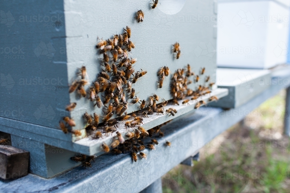 Hive of bees swarming during honey harvest - Australian Stock Image