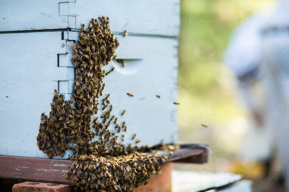 Hive of bees swarming during honey harvest - Australian Stock Image
