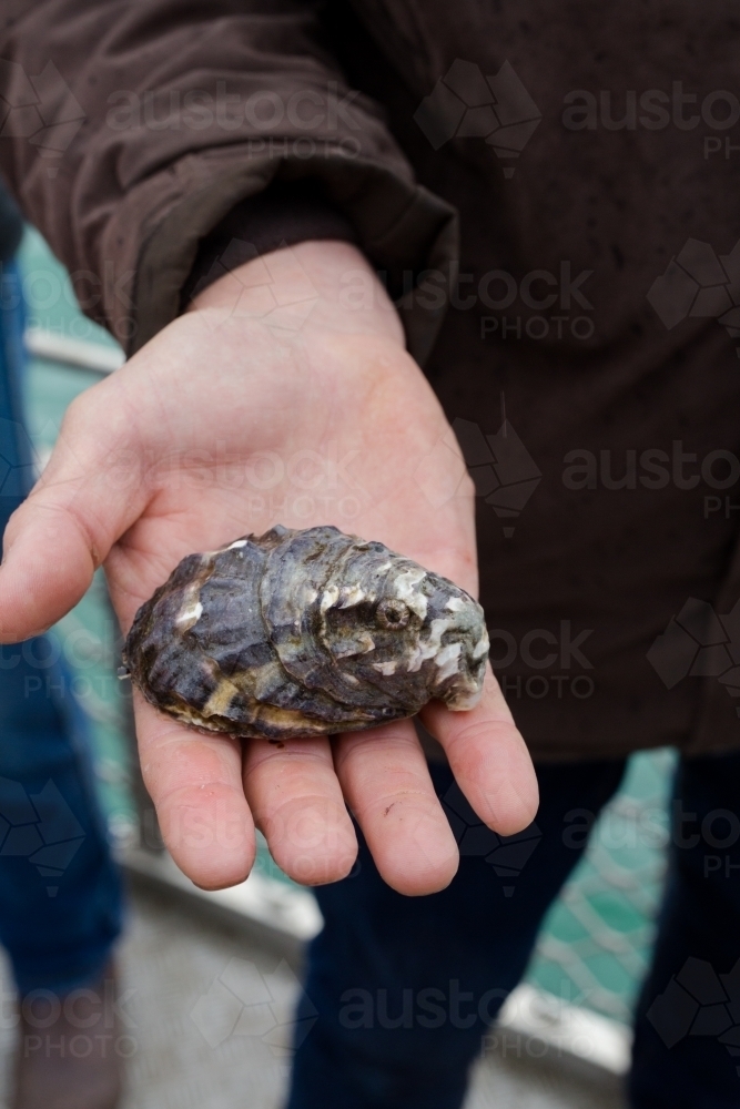 Holding a fresh pacific oyster on an oyster boat - Australian Stock Image