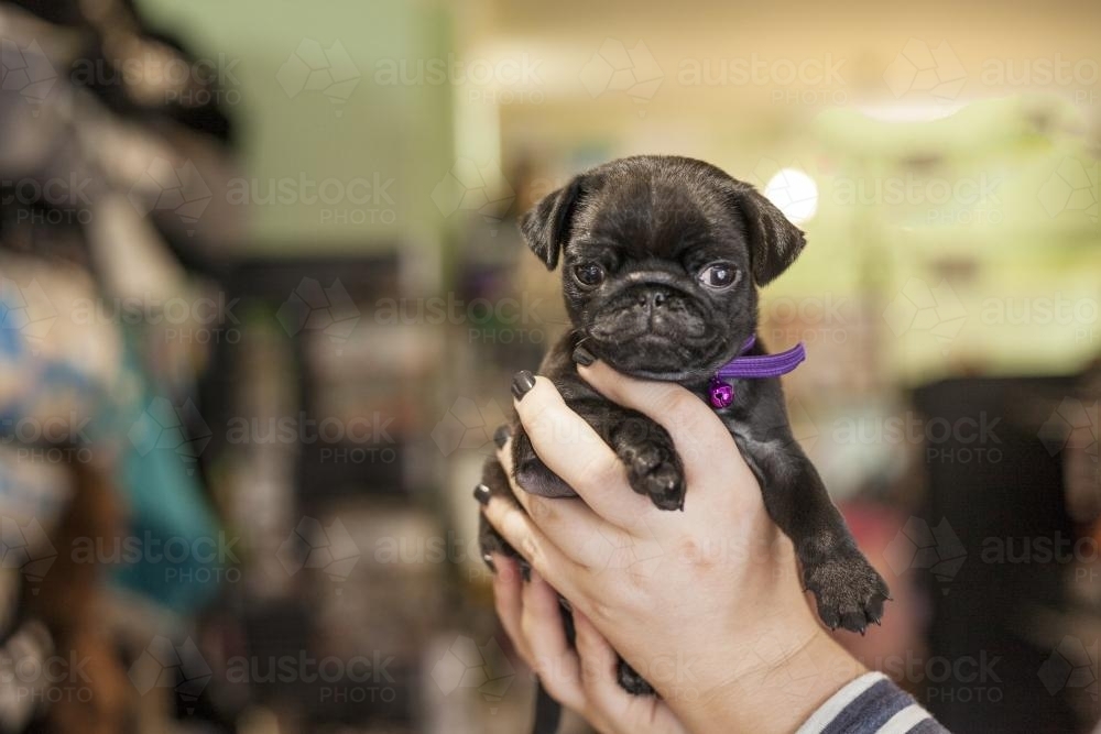 Holding a pug puppy - Australian Stock Image