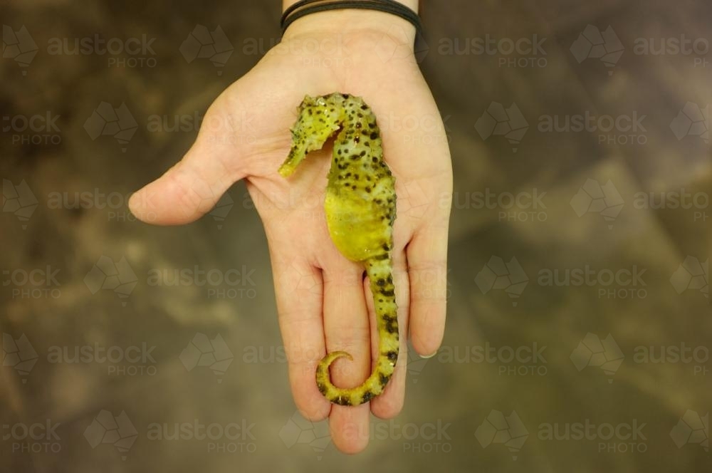 Holding dead seahorse - Australian Stock Image