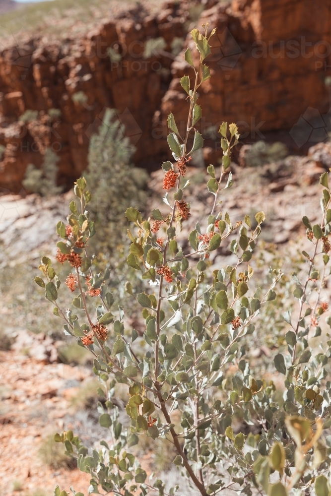 Holly-leaf Grevillea in a rocky terrain on a desert. - Australian Stock Image