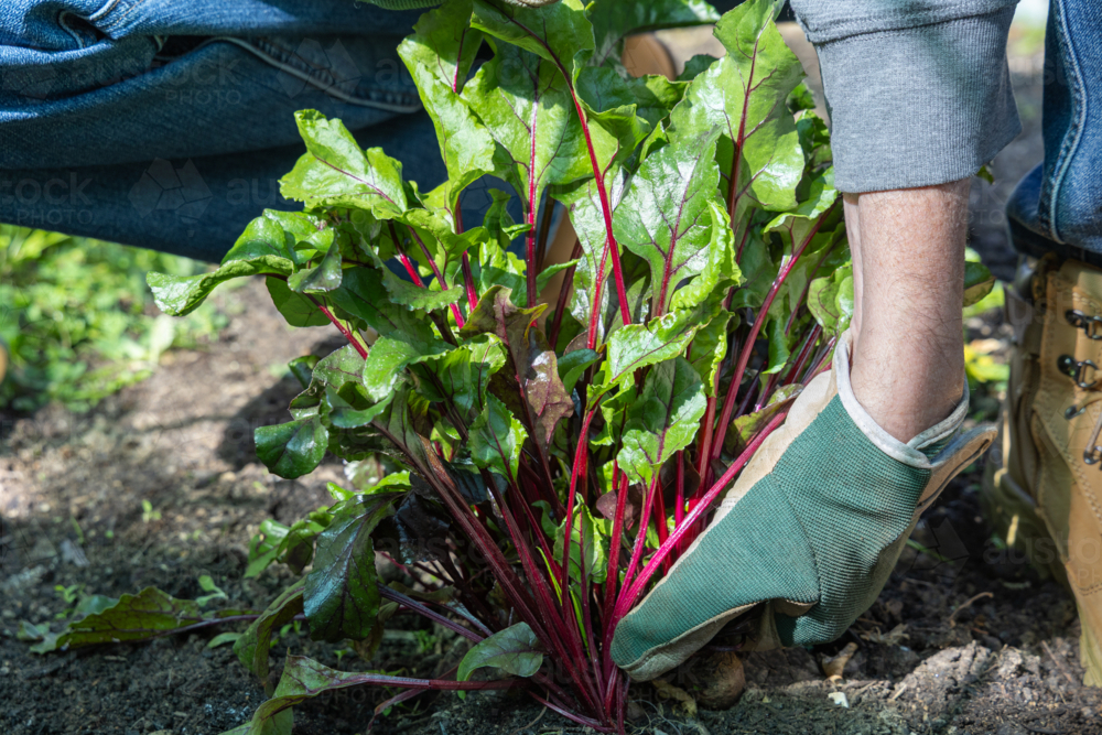 Home grown beetroot being picked fresh from garden vegetable patch - Australian Stock Image
