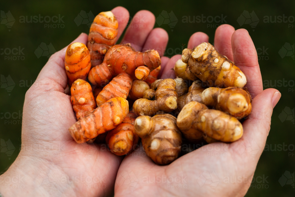 Home grown turmeric plant rhizomes in persons hands - Australian Stock Image