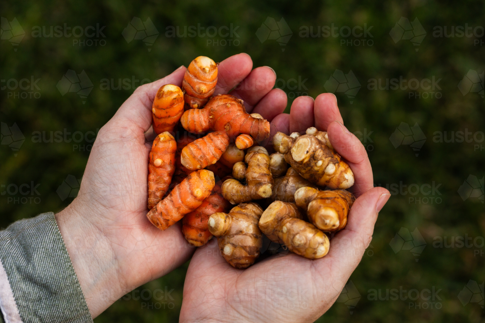 Home grown turmeric plant rhizomes in persons hands - Australian Stock Image