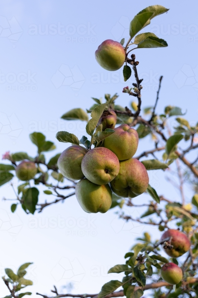 Homegrown apples at dusk - Australian Stock Image
