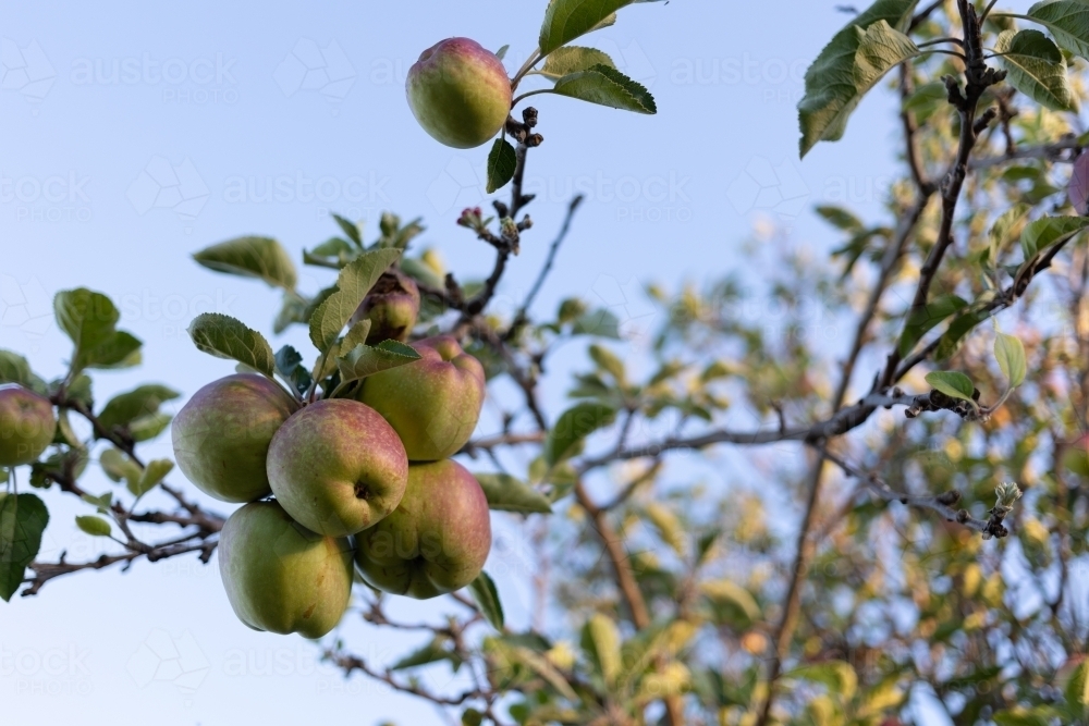 Homegrown apples at dusk - Australian Stock Image