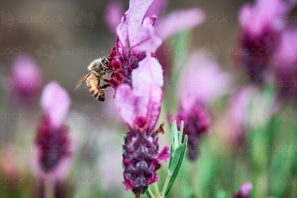 Honey Bee foraging on Lavender Flower - Australian Stock Image