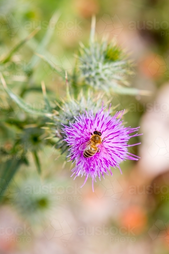 Honey Bee on a Purple scotch thistle or Wooly Thistle - Australian Stock Image