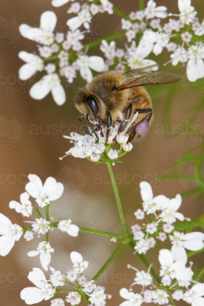 Honey bee on Coriander flowers - Australian Stock Image