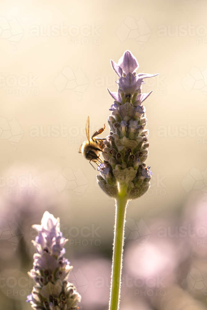 Image of Honey bee on lavender flower - Austockphoto