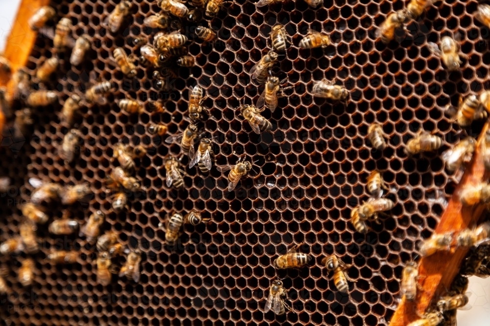 Honey bees on old honeycomb - Australian Stock Image