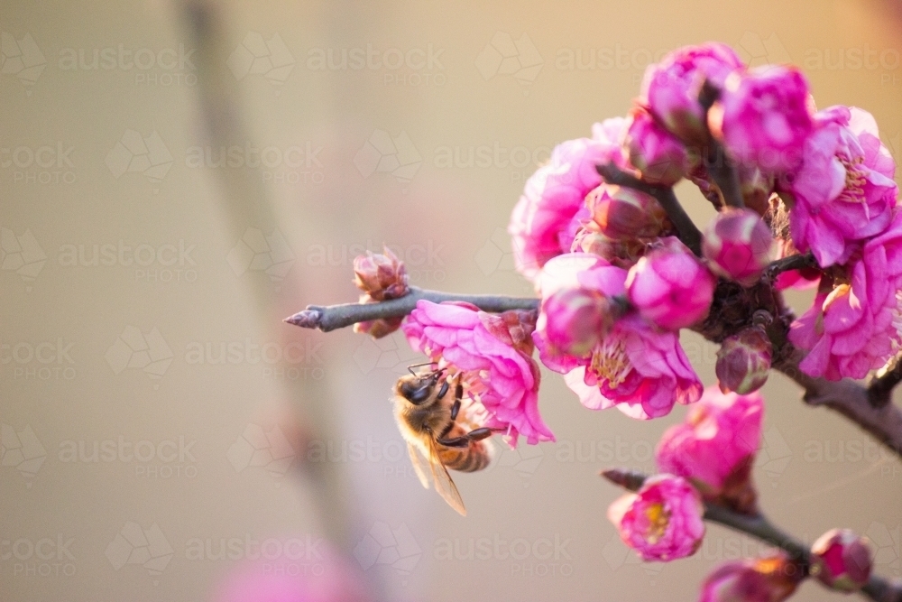 Honey making bee sitting on a pink flower blossum - Australian Stock Image