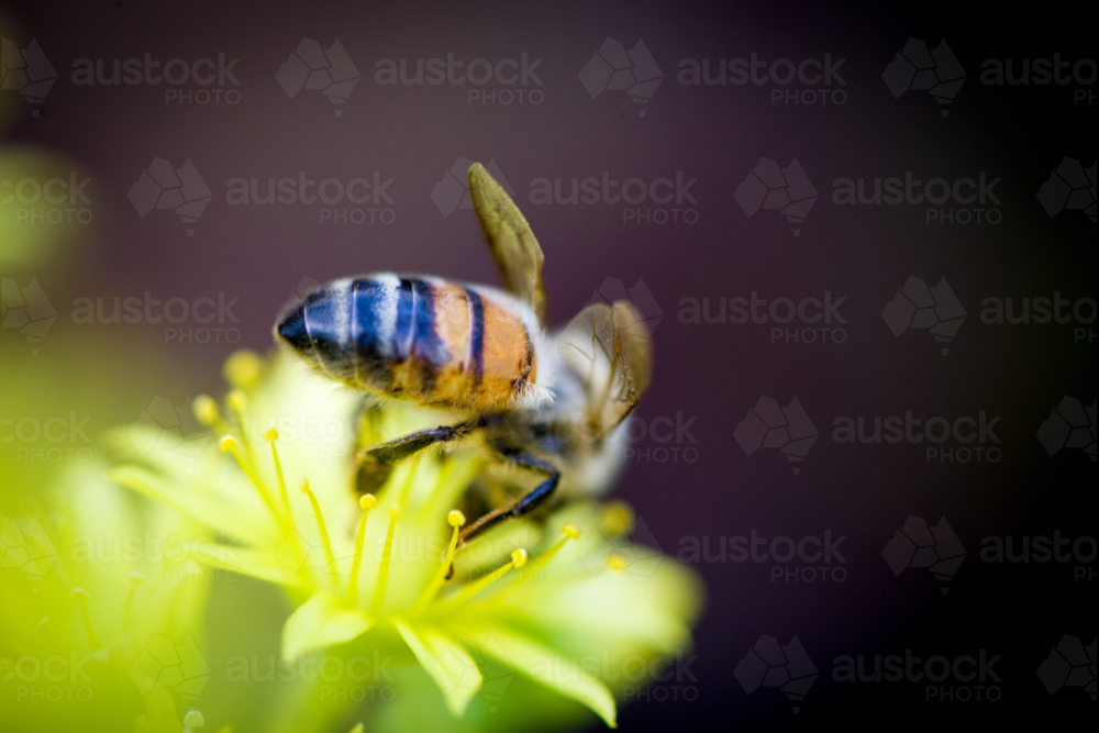 Honeybee collecting pollen from a bright yellow flower - Australian Stock Image