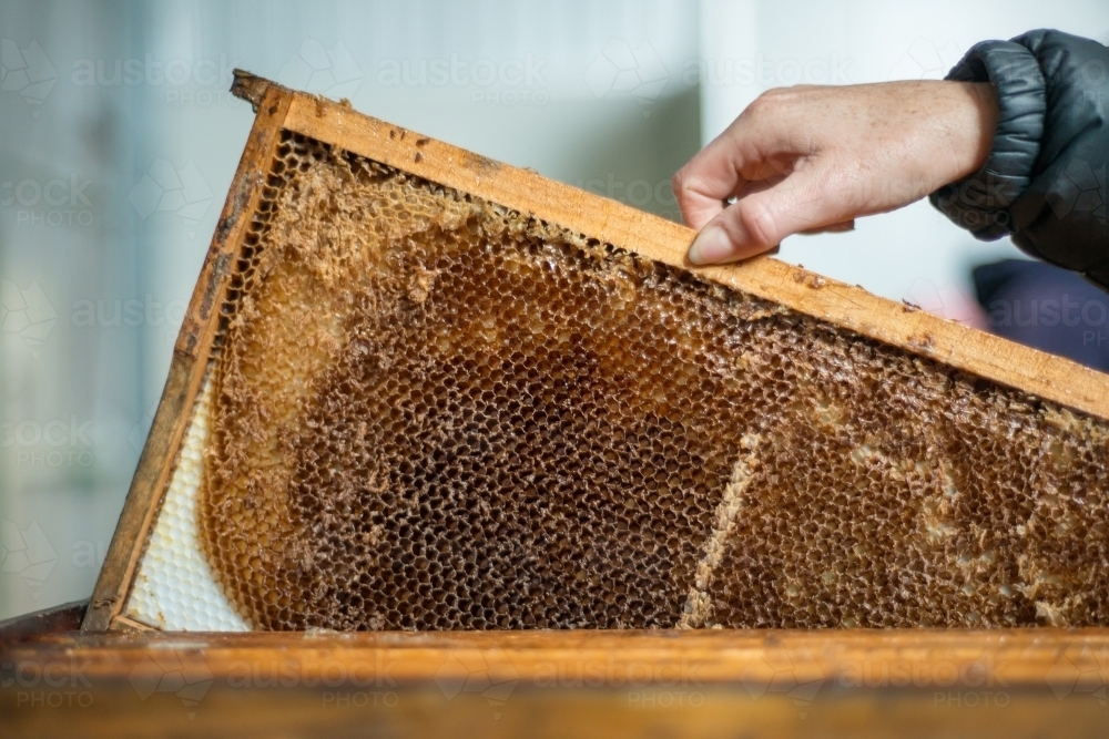 Honeycomb - Australian Stock Image