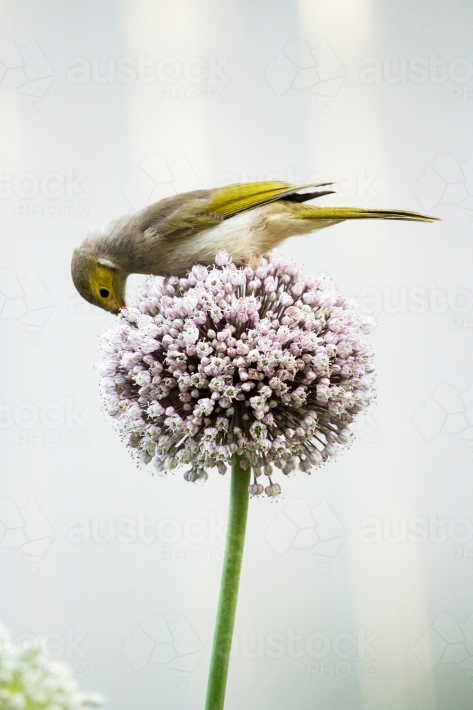 Honeyeater feeding on allium flowers, portrait - Australian Stock Image