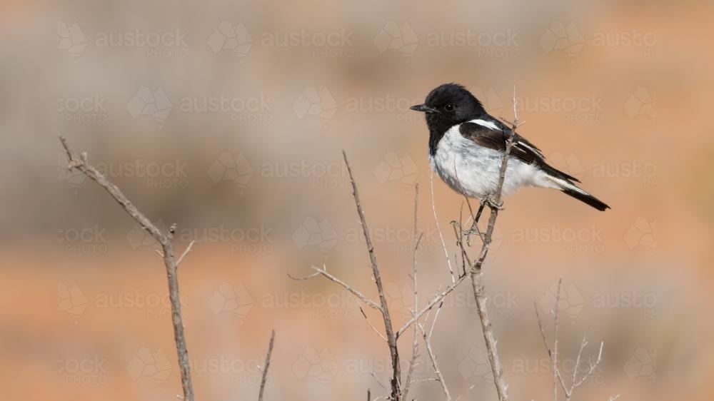 Hooded Robin on Outback Twig - Australian Stock Image