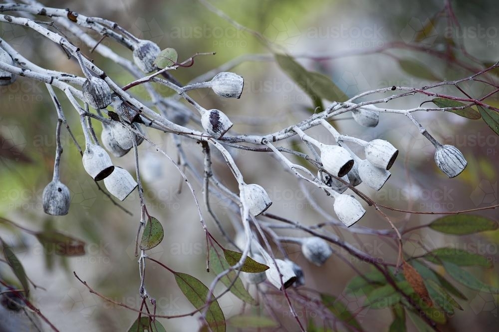 Horizontal branch of eucalyptus gum nuts and leaves - Australian Stock Image