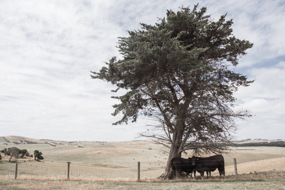 Horizontal image of cows sheltering under tree with dry paddocks in background - Australian Stock Image