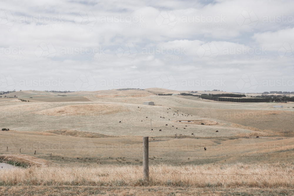 Horizontal image of rolling paddocks with cattle in distance - Australian Stock Image
