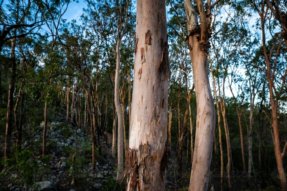 Horizontal shot of a forest - Australian Stock Image