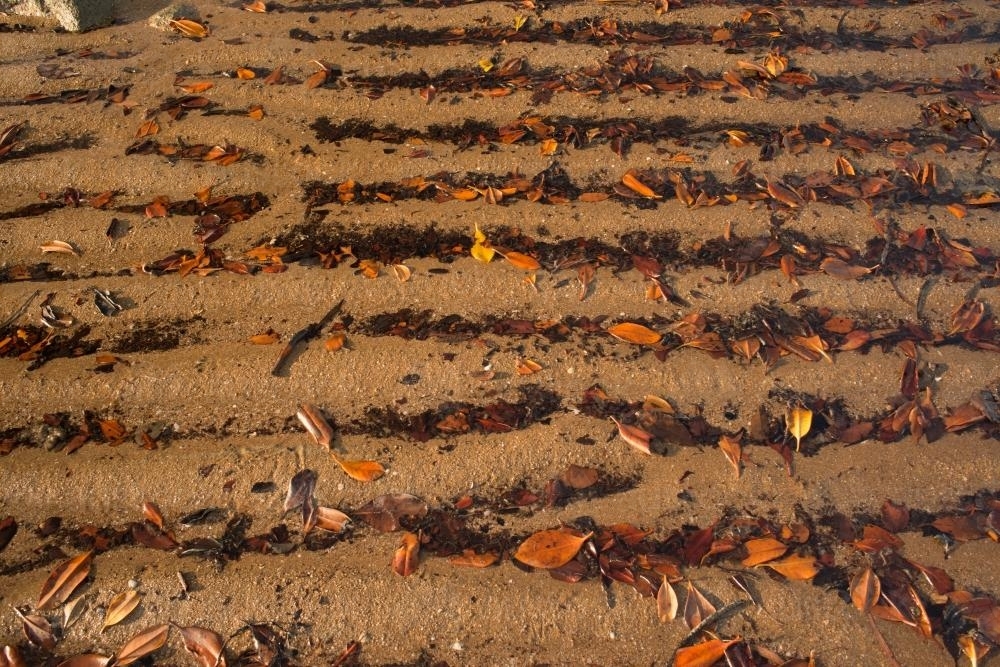 Horizontal ripples of beach sand with brown and orange leaf litter - Australian Stock Image