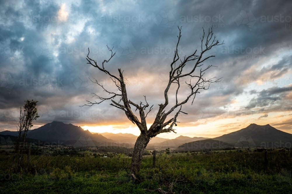 Horizontal shot a dead tree on a grassy field at sunset - Australian Stock Image