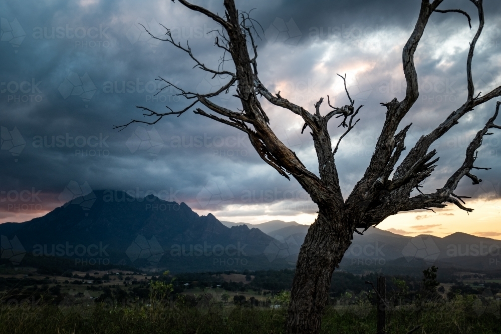 Horizontal shot a dead tree on a grassy field - Australian Stock Image