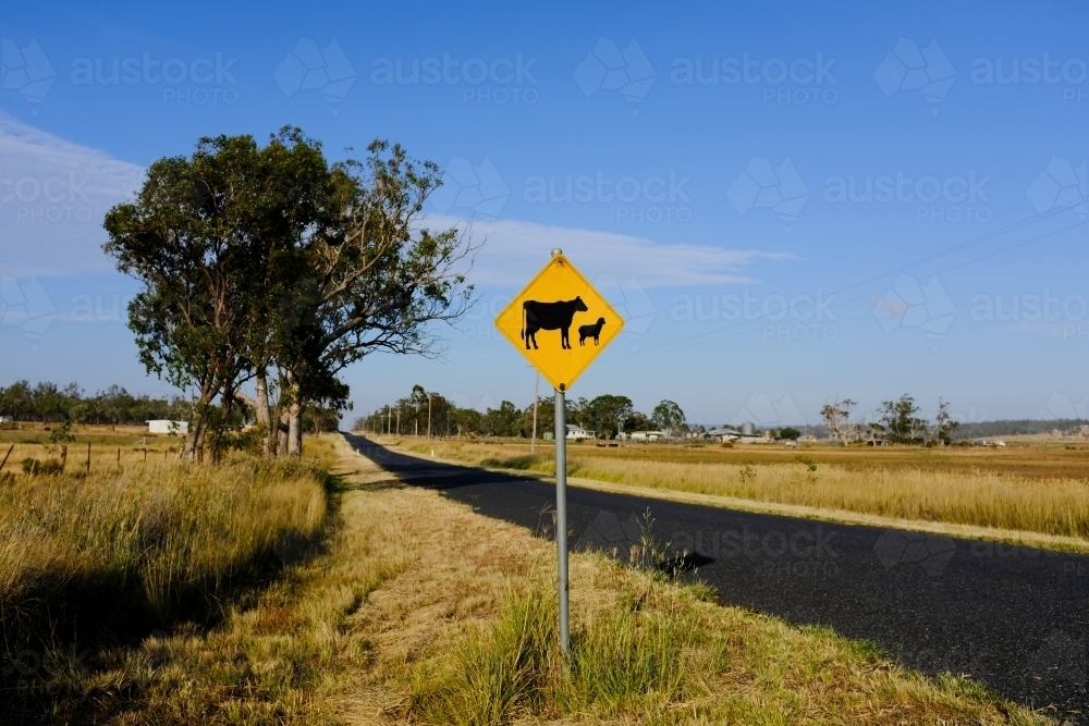 horizontal shot of a a road with a livestock crossing signboard, trees, dead grass on a sunny day - Australian Stock Image