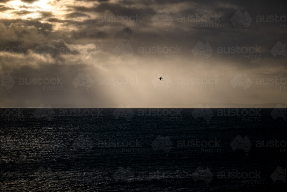 Horizontal shot of a bird flying over the sea at sunset - Australian Stock Image